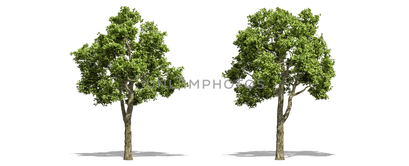 Beautiful  Fraxiuns tree isolated and cutting on a white background with clipping path. by anotestocker