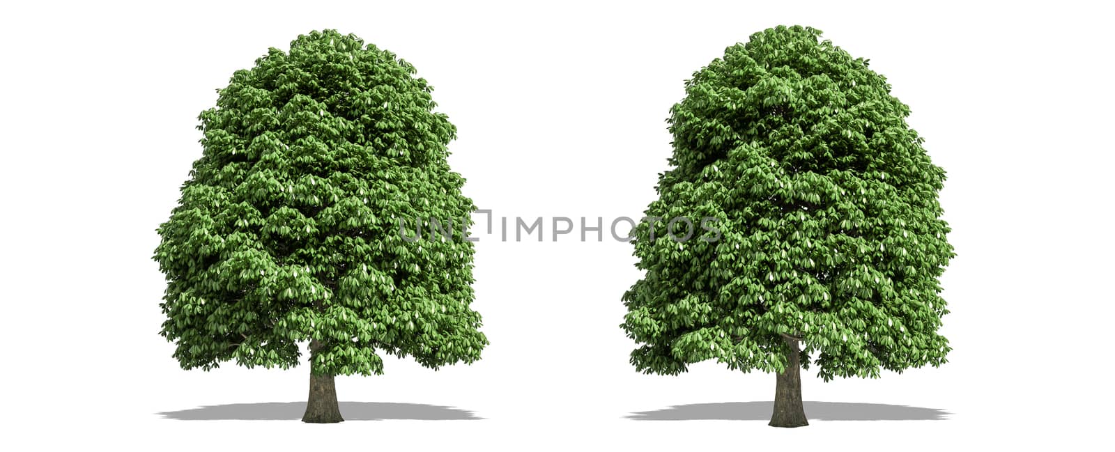 Beautiful Aesculus tree isolated and cutting on a white background with clipping path. by anotestocker