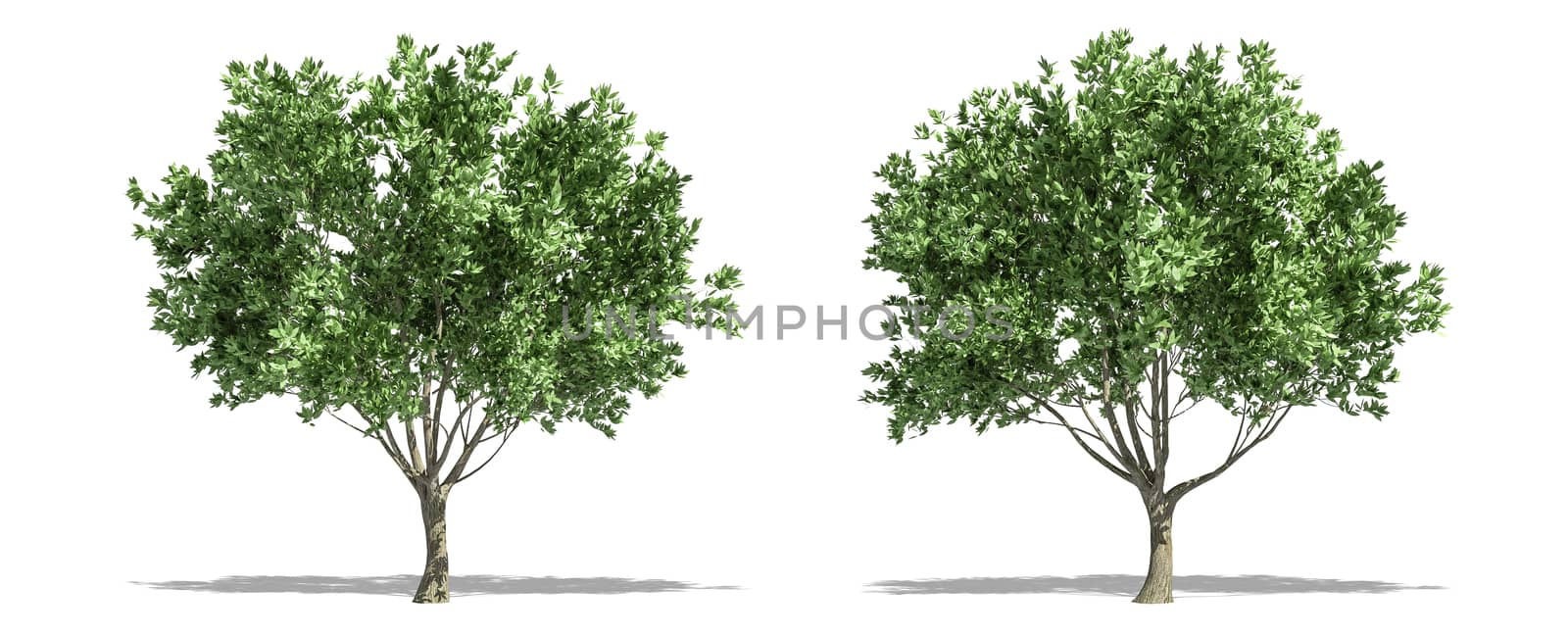 Beautiful Olea europaea tree isolated and cutting on a white background with clipping path. by anotestocker