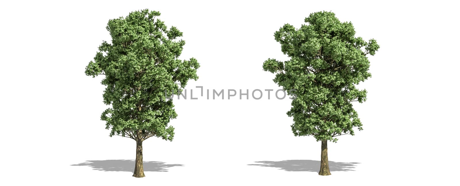 Beautiful populus x canescens tree isolated and cutting on a white background with clipping path.