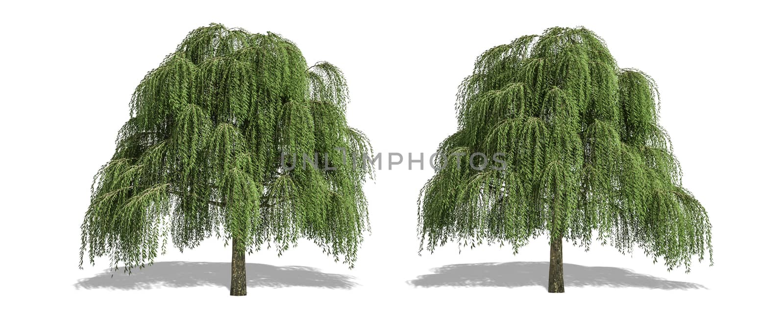 Beautiful Salix tree isolated and cutting on a white background with clipping path. by anotestocker