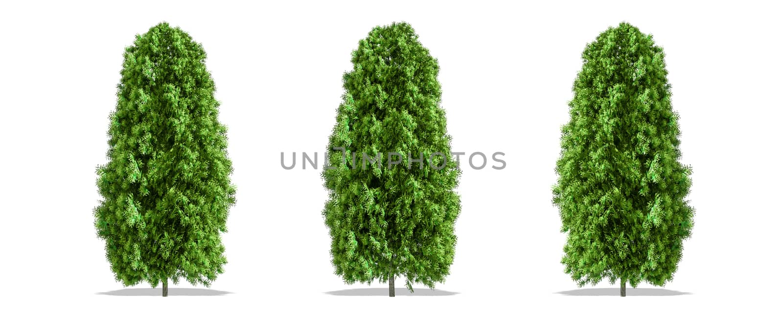 Beautiful Thuja tree isolated and cutting on a white background with clipping path.