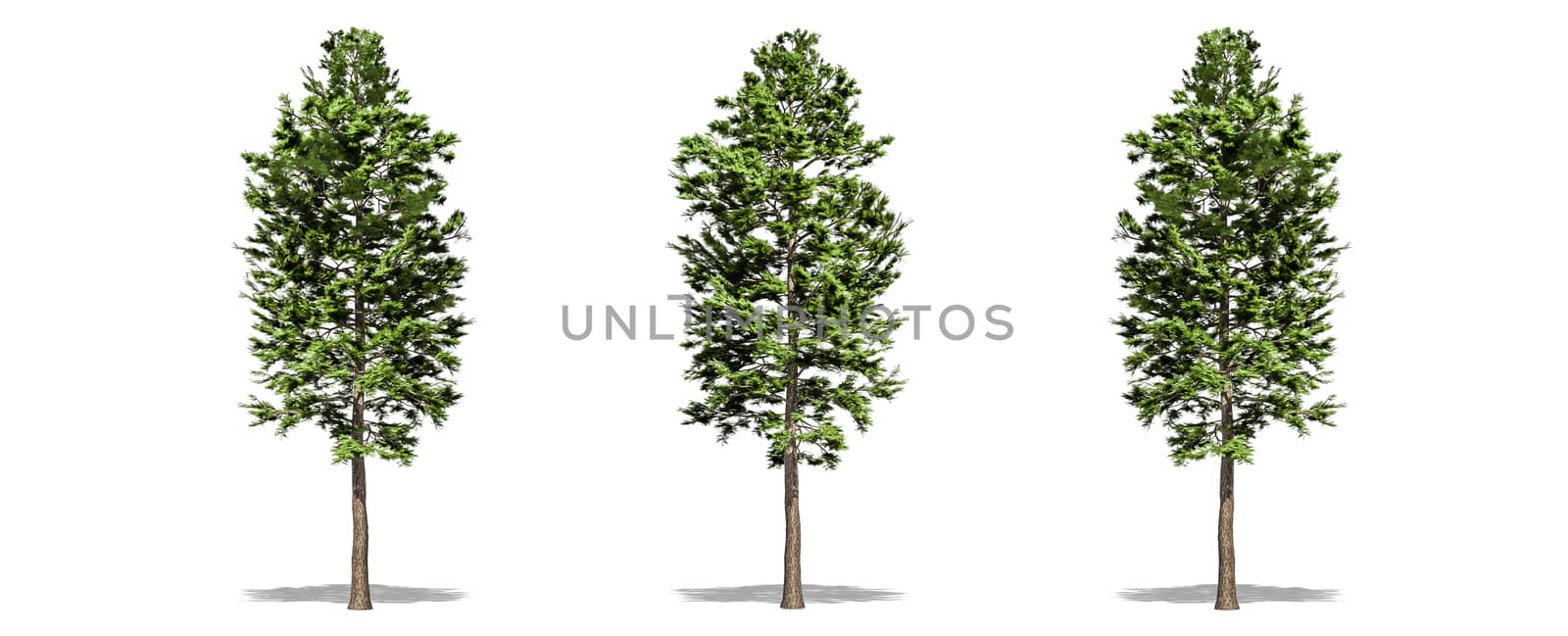 Beautiful Pinus sylvestris tree isolated and cutting on a white background with clipping path. by anotestocker