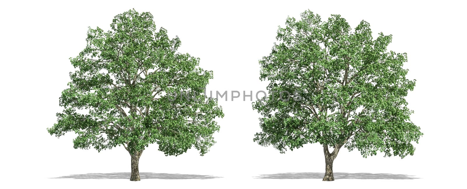 Beautiful Tilia tree isolated and cutting on a white background with clipping path.