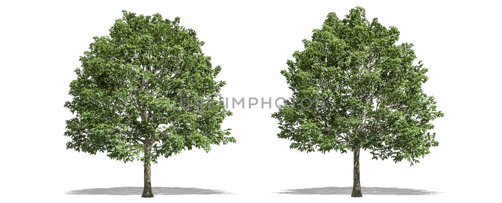 Beautiful Carpinus tree isolated and cutting on a white background with clipping path. by anotestocker