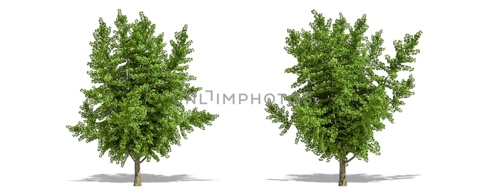 Beautiful Ginkgo biloba tree isolated and cutting on a white background with clipping path.