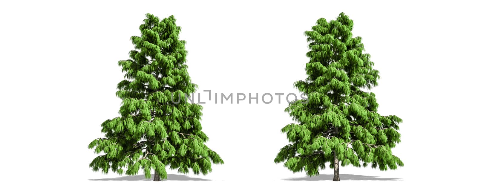 Beautiful Cedrus deodara tree isolated and cutting on a white background with clipping path.