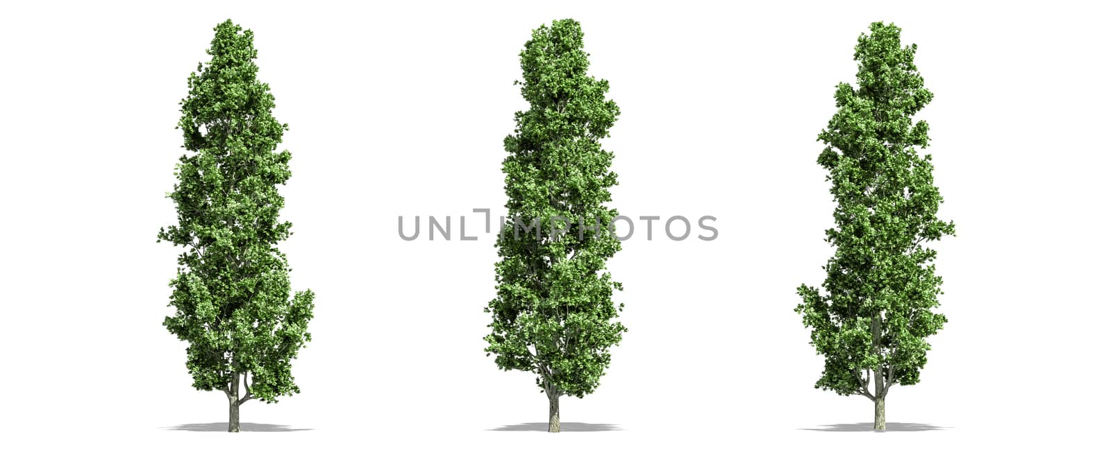 Beautiful  Populus tree isolated and cutting on a white background with clipping path. by anotestocker