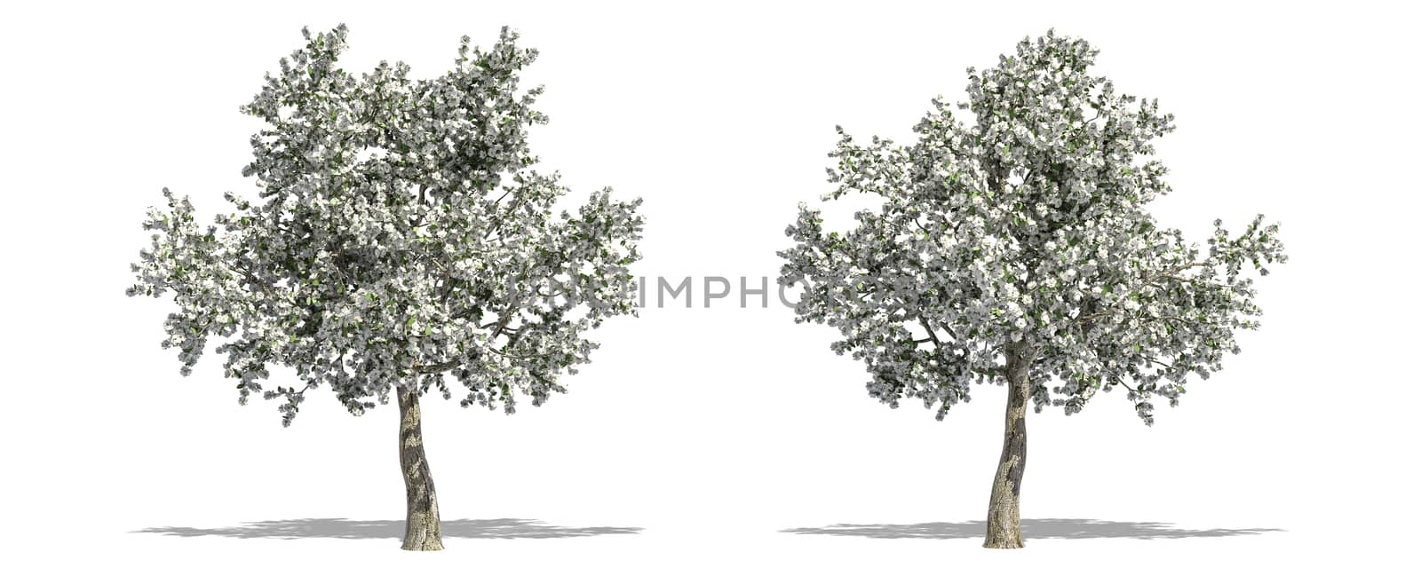Beautiful Pyrus tree isolated and cutting on a white background with clipping path. by anotestocker
