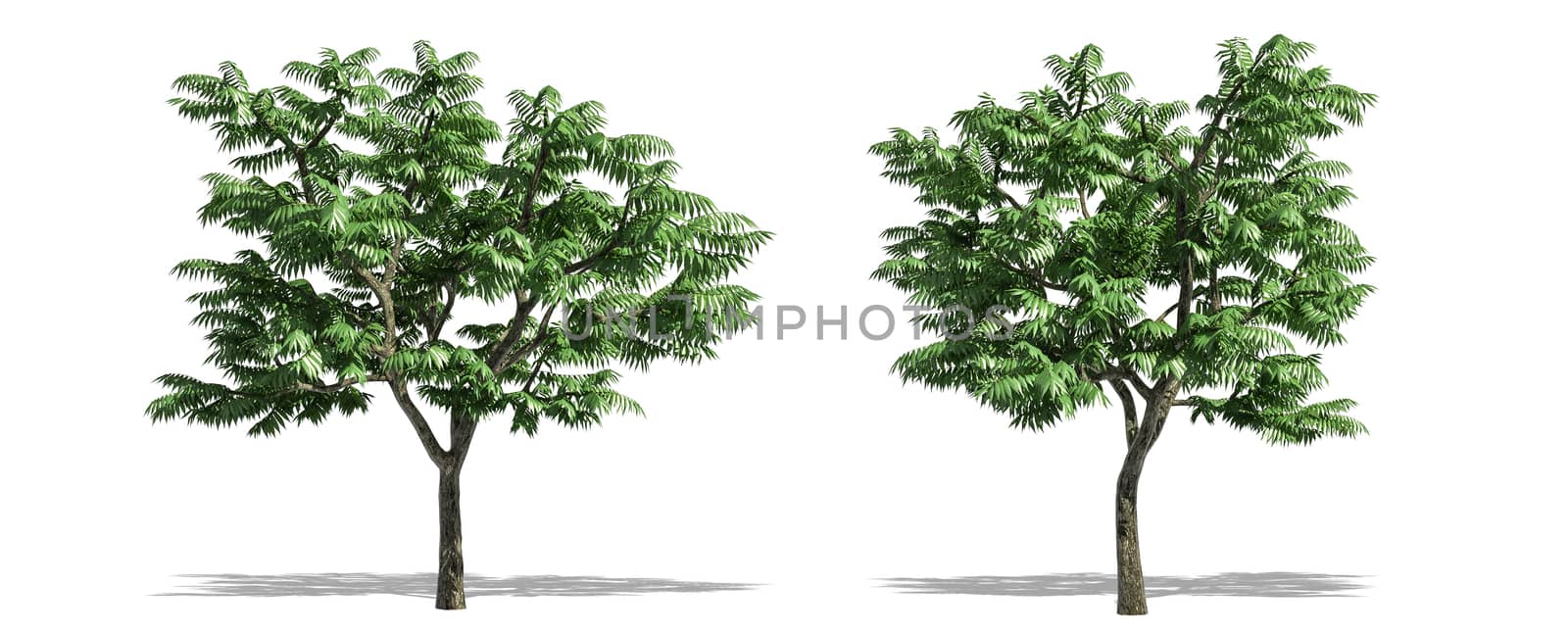 Beautiful Rhus typhina tree isolated and cutting on a white background with clipping path. by anotestocker