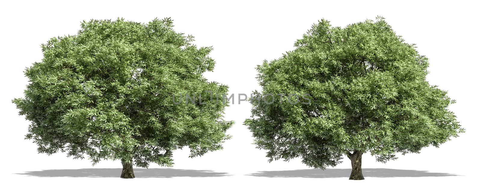 Beautiful Salix fragilis tree isolated and cutting on a white background with clipping path. by anotestocker