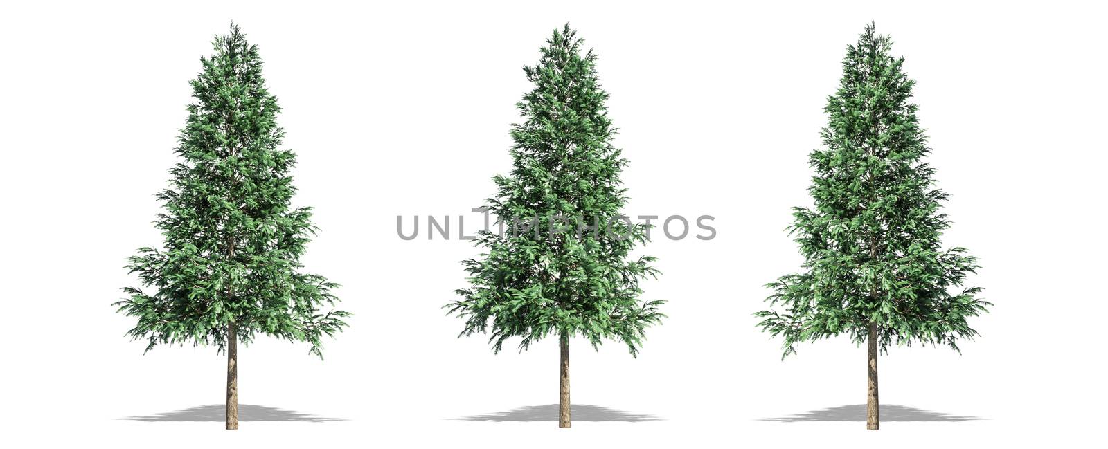 Beautiful Picea abies tree isolated and cutting on a white background with clipping path.