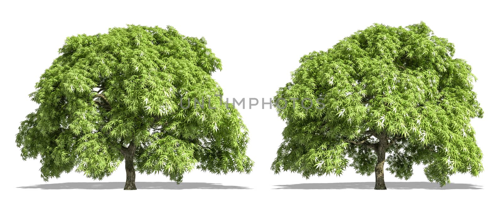 Beautiful Acer palmatum tree isolated and cutting on a white background with clipping path.