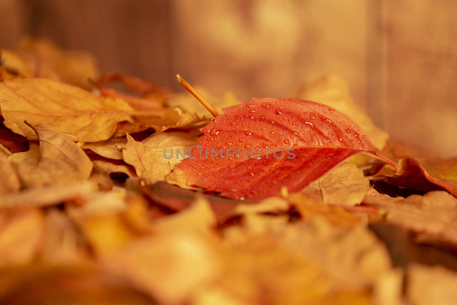 Autumn in orange: angle view close up of a red Virginia creeper (Parthenocissus quinquefolia) leaf on pile of dry leaves and wooden background