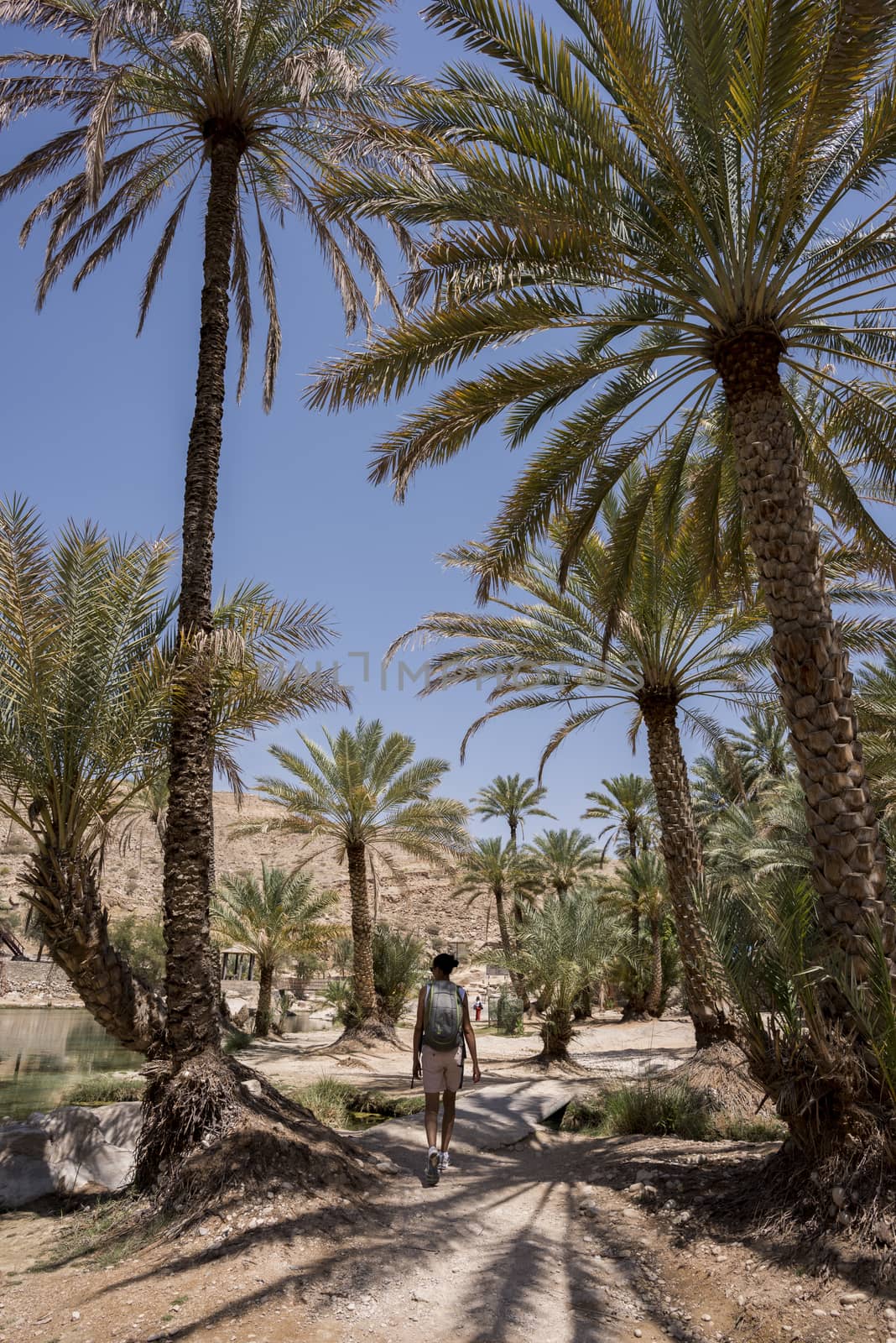 Woman (tourist) walking under palm trees near the main pool  of the famous Wadi Bani Khalid in the Sultanate of Oman