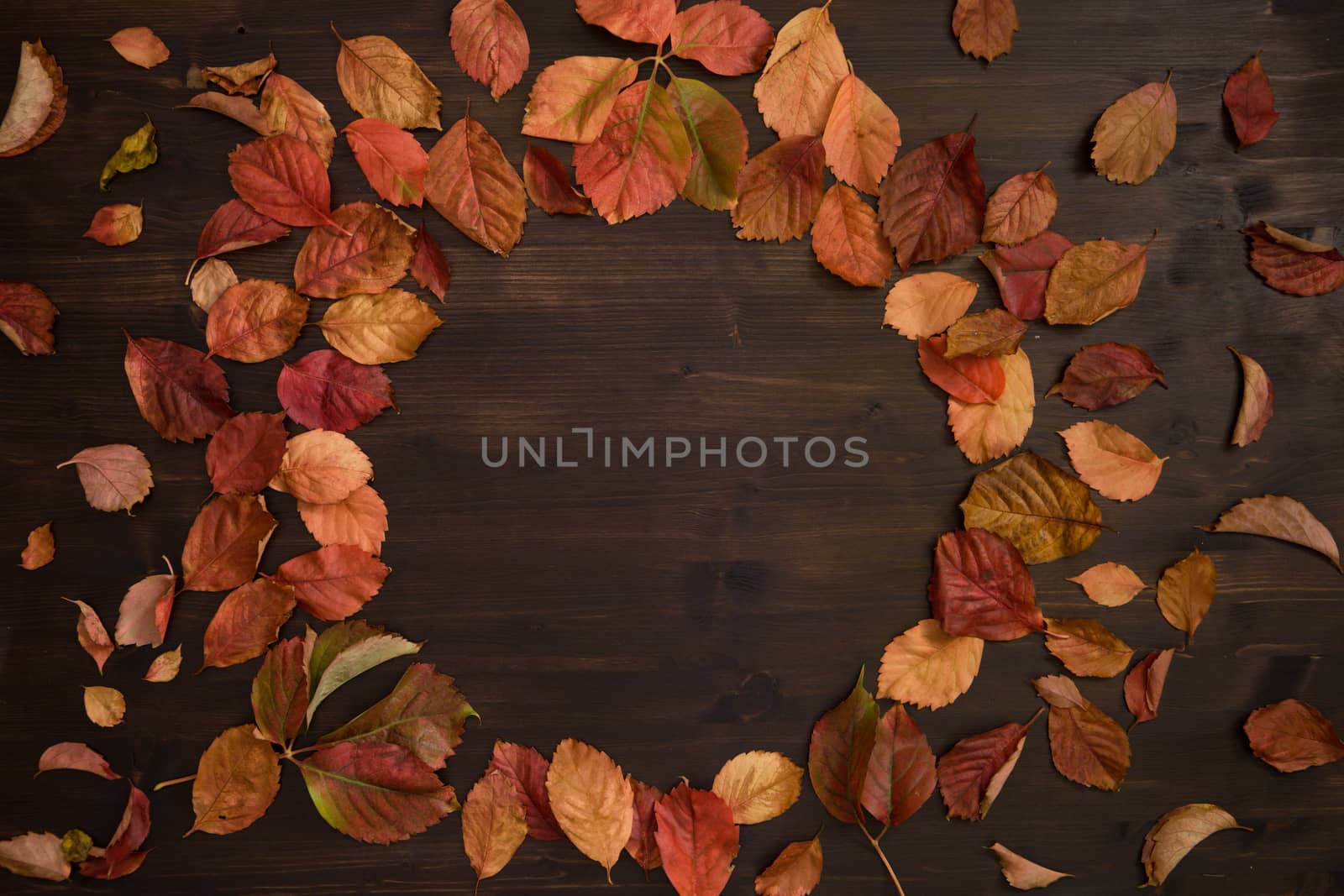 Autumn copy space: top view of red Virginia creeper (Parthenocissus quinquefolia) leaves in shades of red and orange on a dark brown wooden background