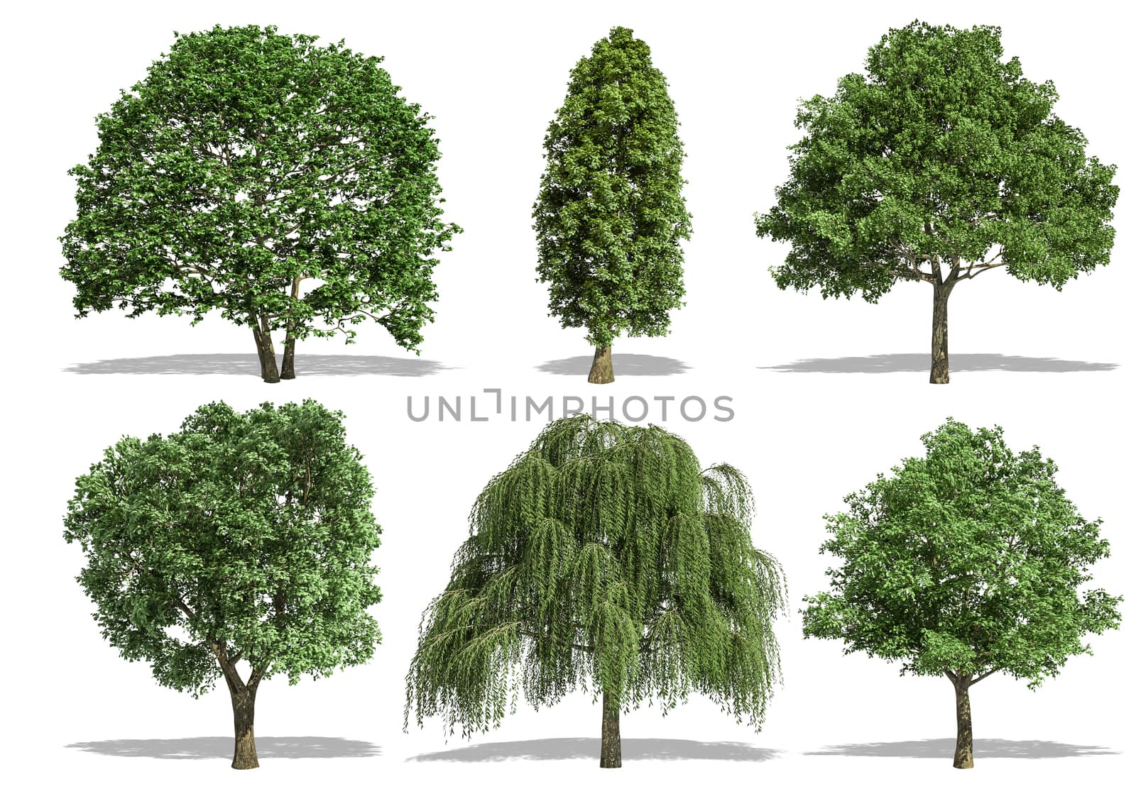 Beautiful collection tree isolated and cutting on a white background with clipping path.
