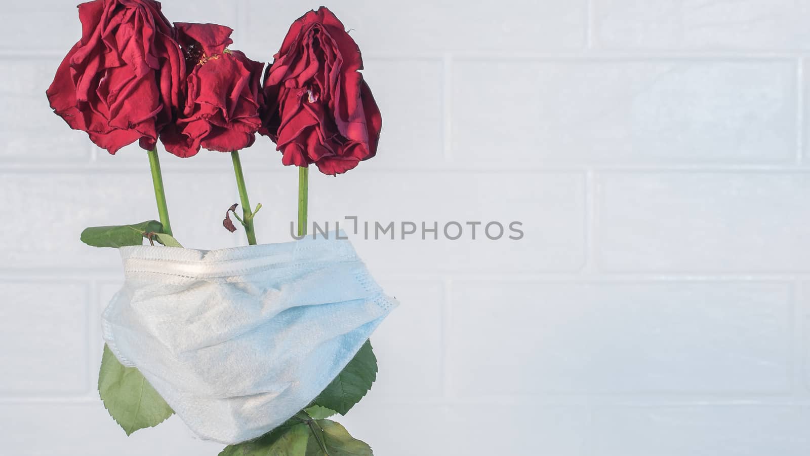 Three wilted roses in a medical mask as a symbol of the covid pandemic.Flowers are quarantined in a protective mask against viruses,colds and flu.Preventing the development of an outbreak of infection