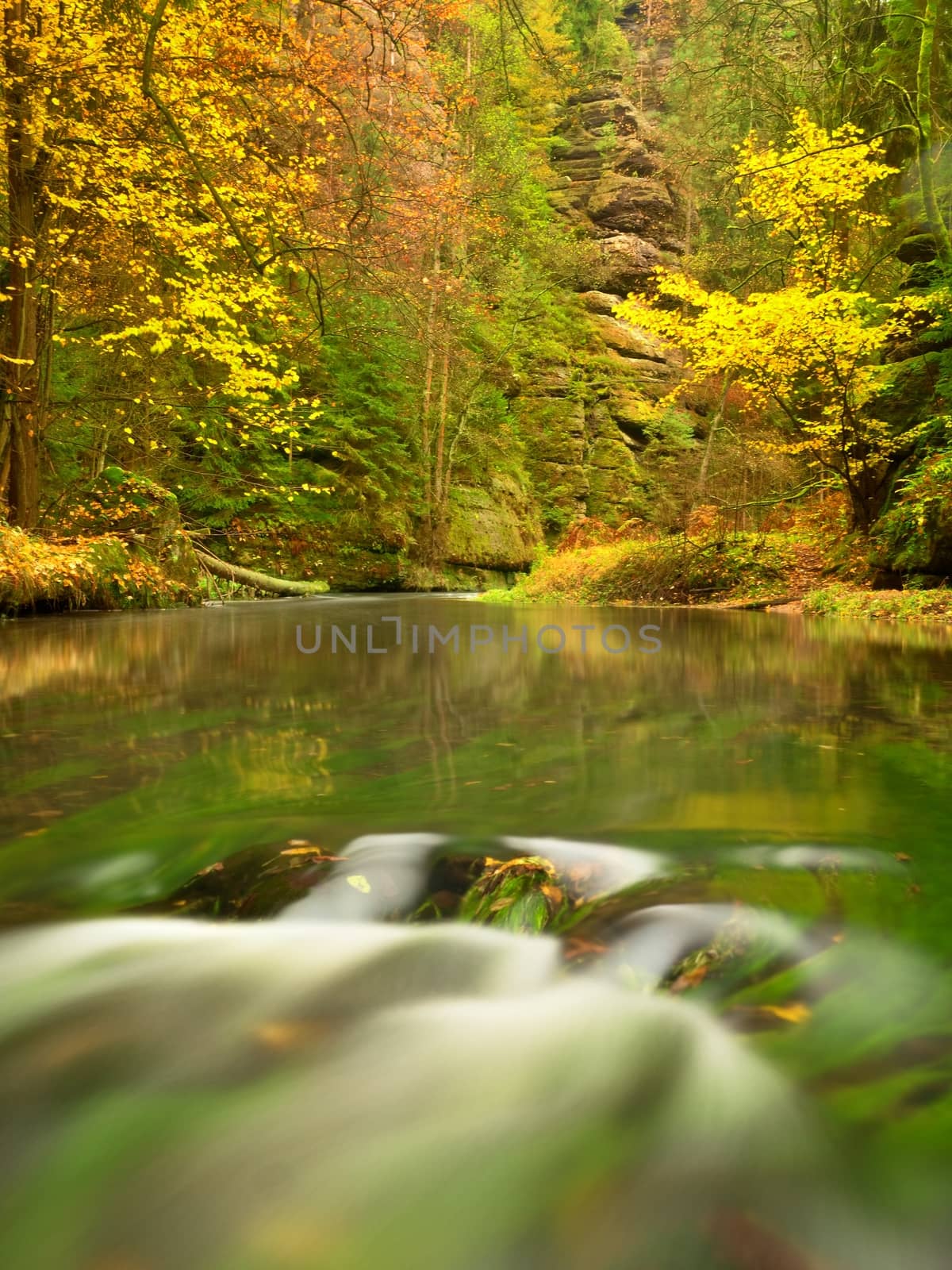 Fall season at mountain river. Green algae in  water, colorful autumn  leaves. by rdonar2