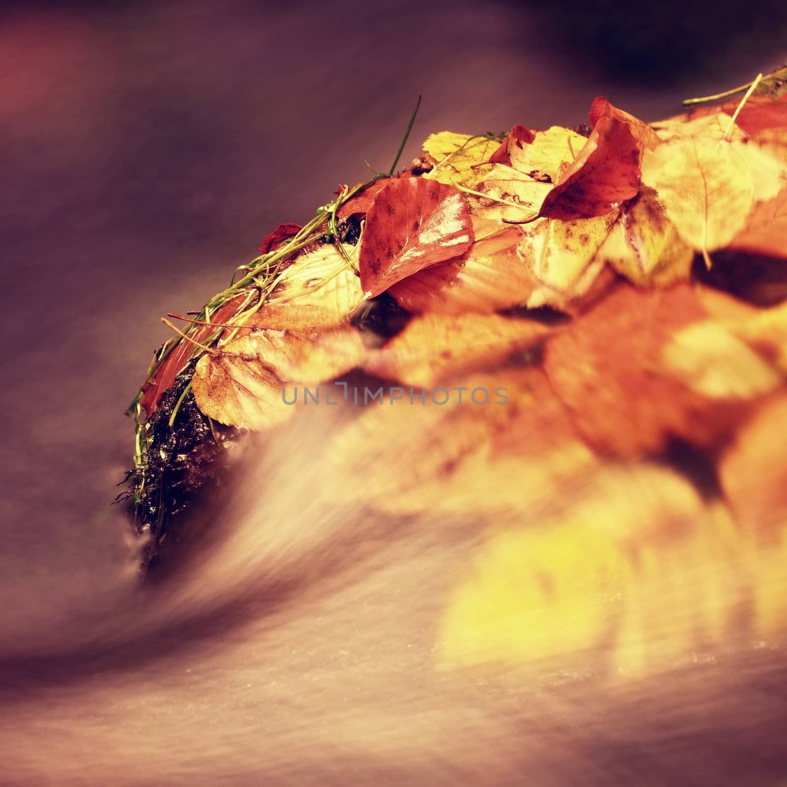 Colorful leaves caught in mountain river, autumn colors in stream.