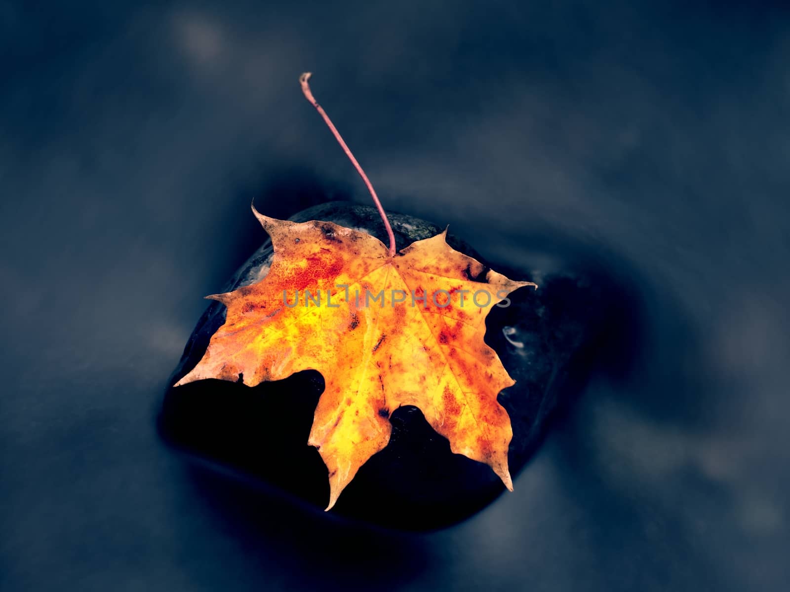 Autumn nature. Detail of rotten orange red  maple leaf. Fall leaf lay on dark stone in blurred mirror water of mountain river. First autumn leaves.