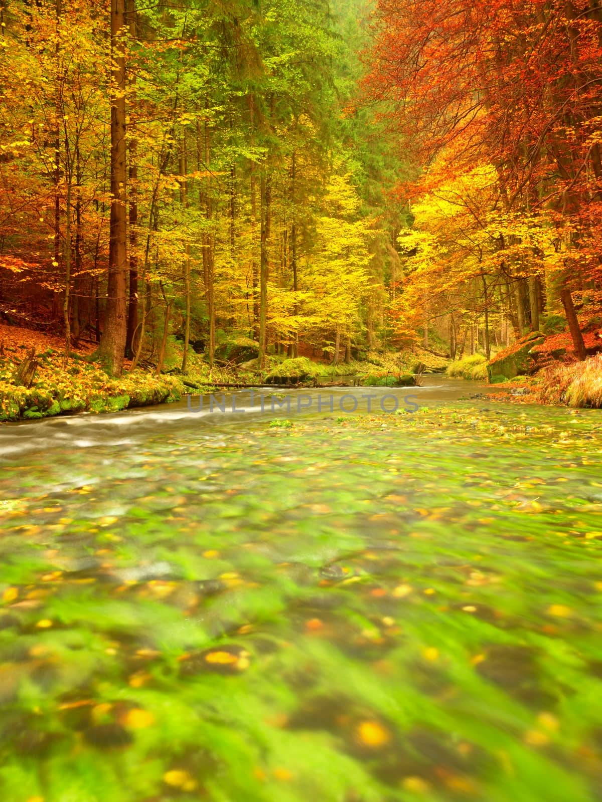 Autumn nature. Mountain river with low level of water, colorful leaves in forest . Mossy and boulders on river bank, green fern, fresh green leaves on trees.