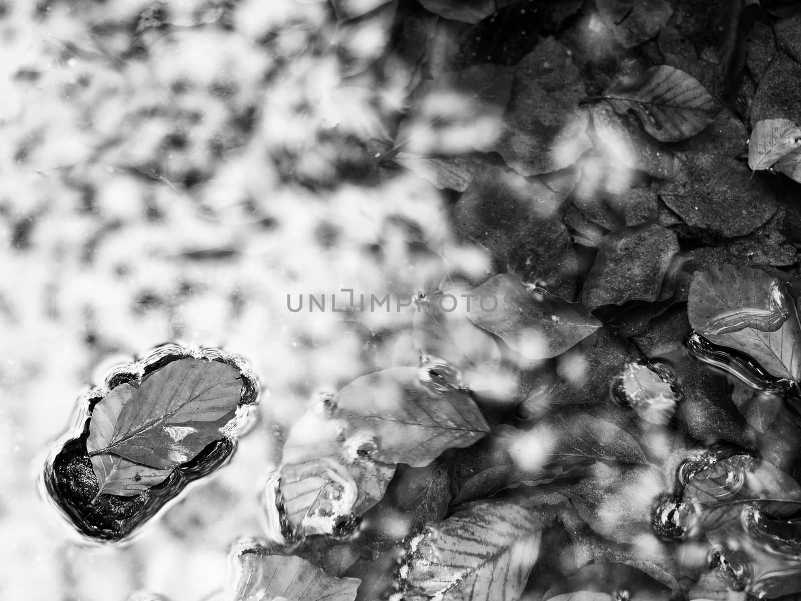 Orange leaves frame in river. Fallen beech leaves in  mountain river, by rdonar2