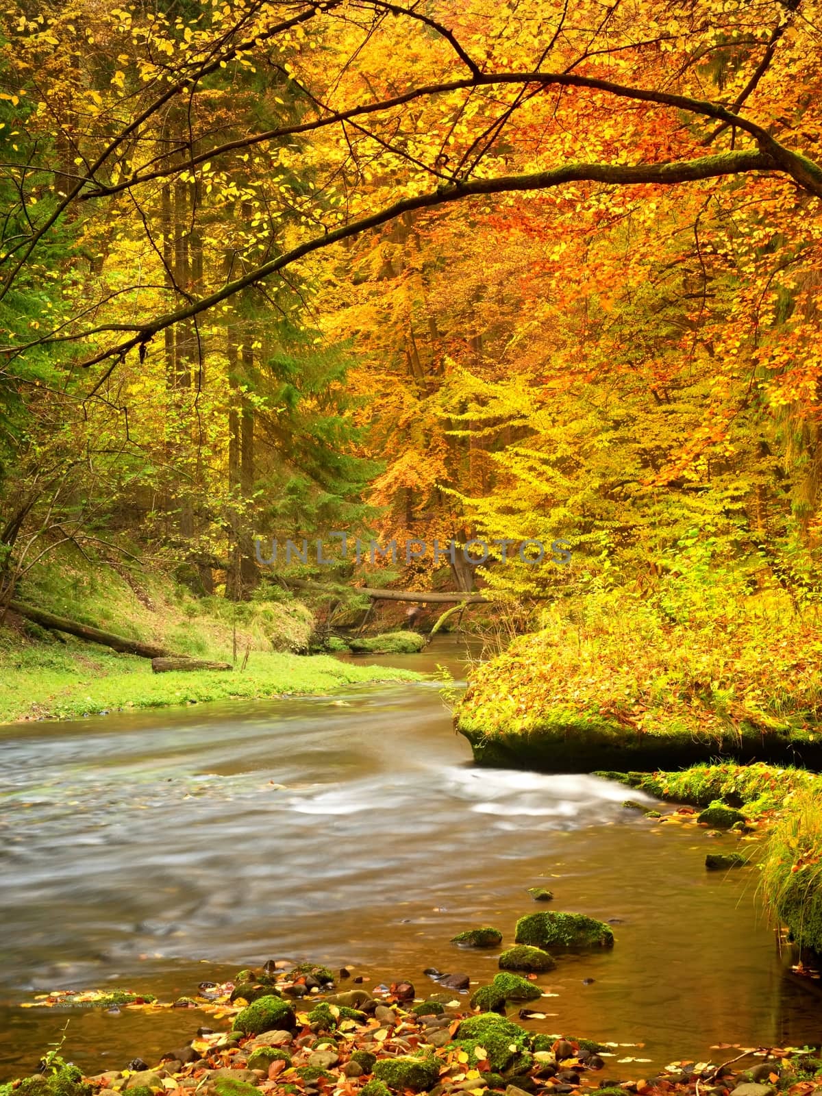 Autumn landscape, colorful leaves on trees, morning at river after rain. Fall season. Colorful leaves.  Forest river. Fall morning river. Autumnal nature.