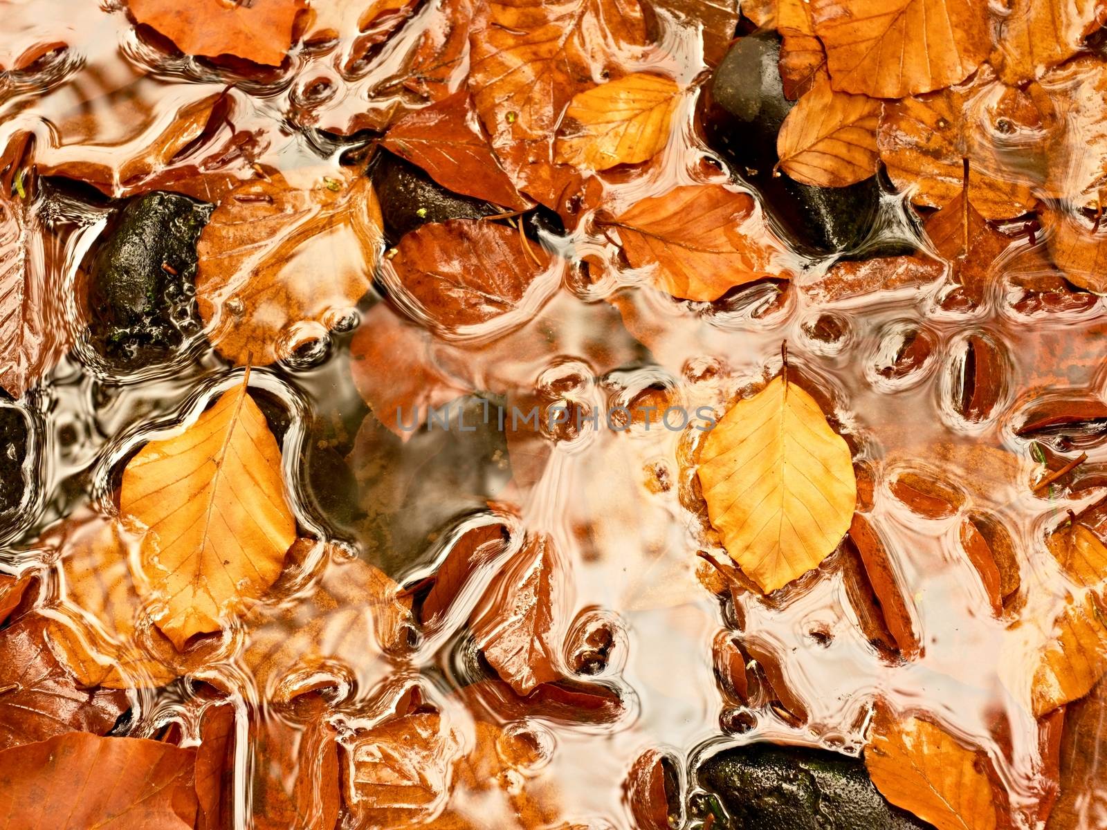 Natural mirror in orange frame. Fallen beech leaves  in water of mountain river by rdonar2