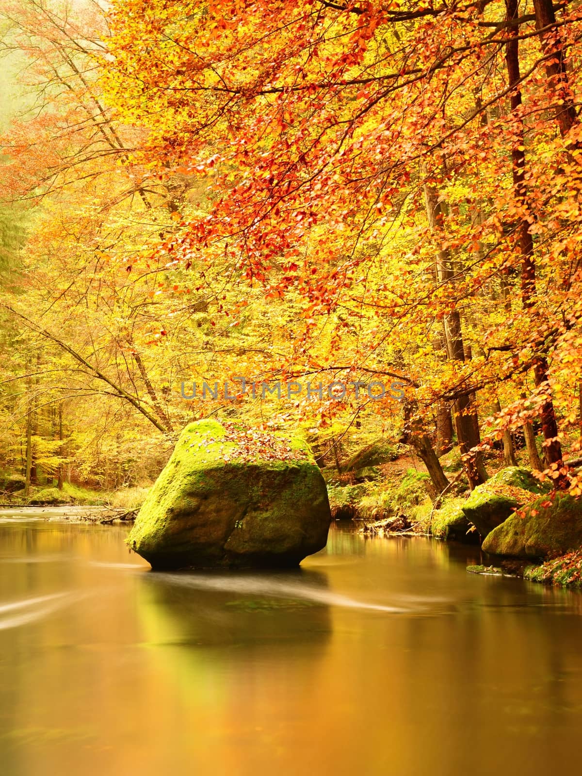 Autumn colorful forest above mountain river. Water under leaves trees. by rdonar2
