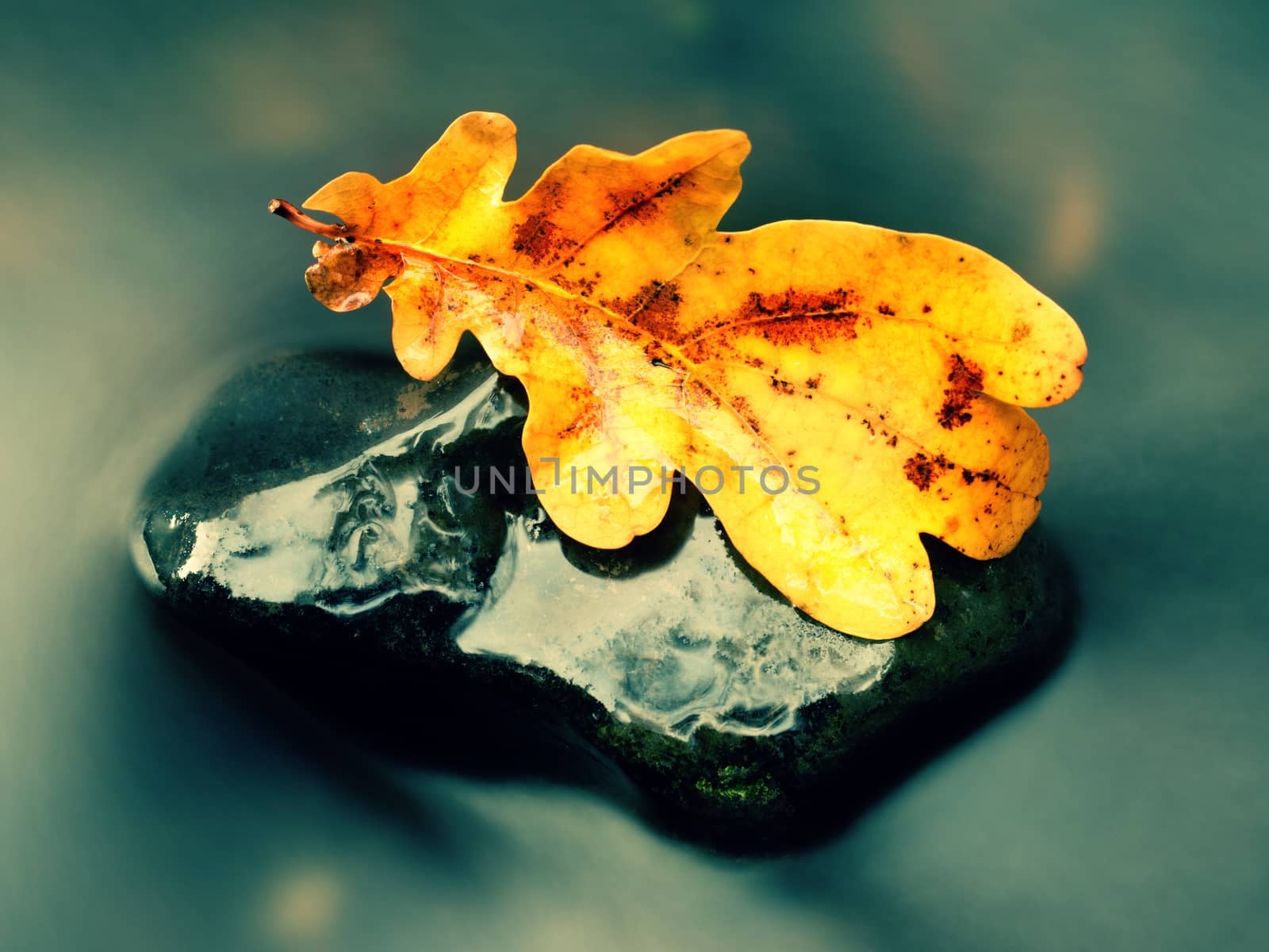 Detail of rotten old oak leaf on basalt stone in blurred water of mountain river, first autumn leaves.
