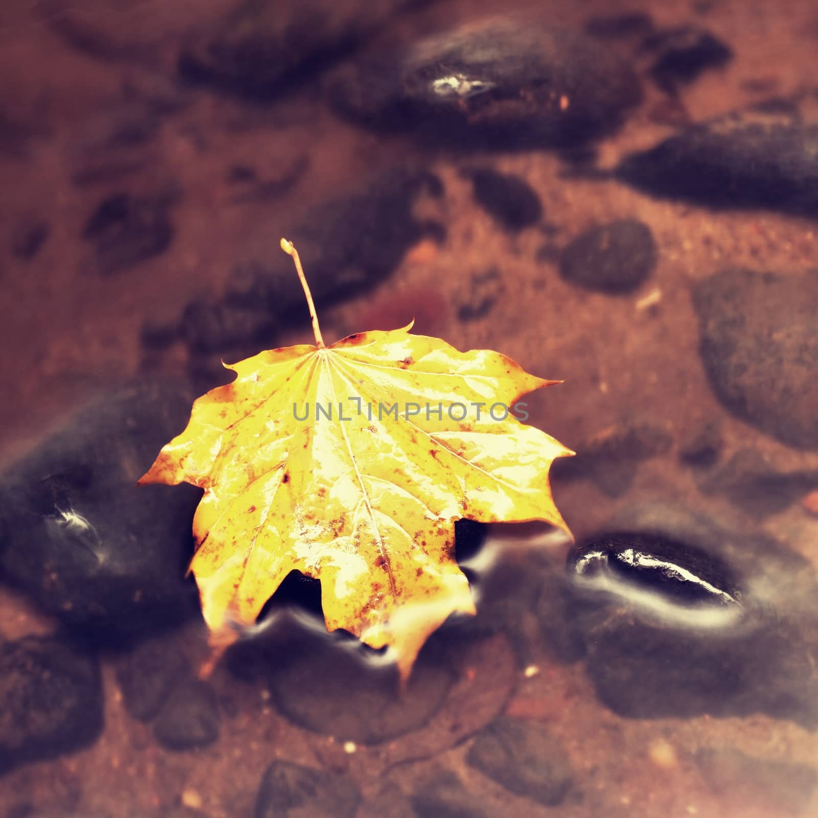 Fallen maple leaf. Rotten yellow orange dotted maple leaf in cold water of mountain stream. C by rdonar2