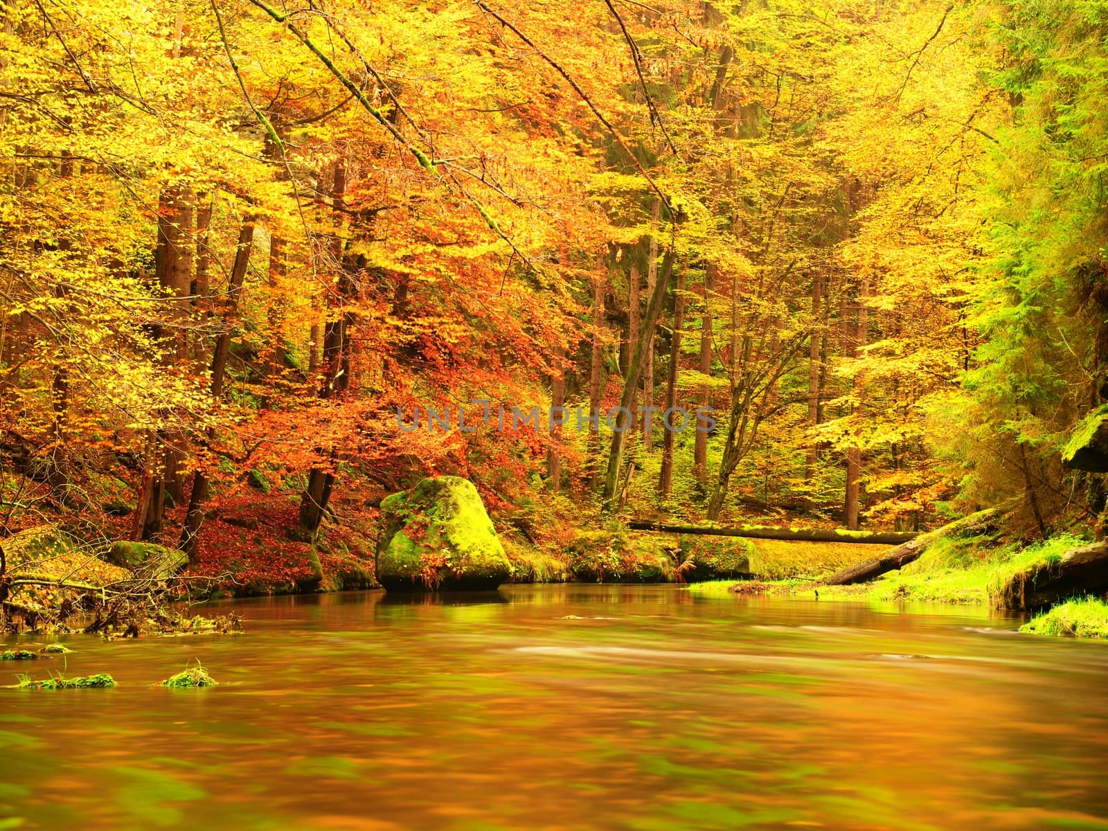 Autumn nature. Mountain river in colorful leaves forest . by rdonar2