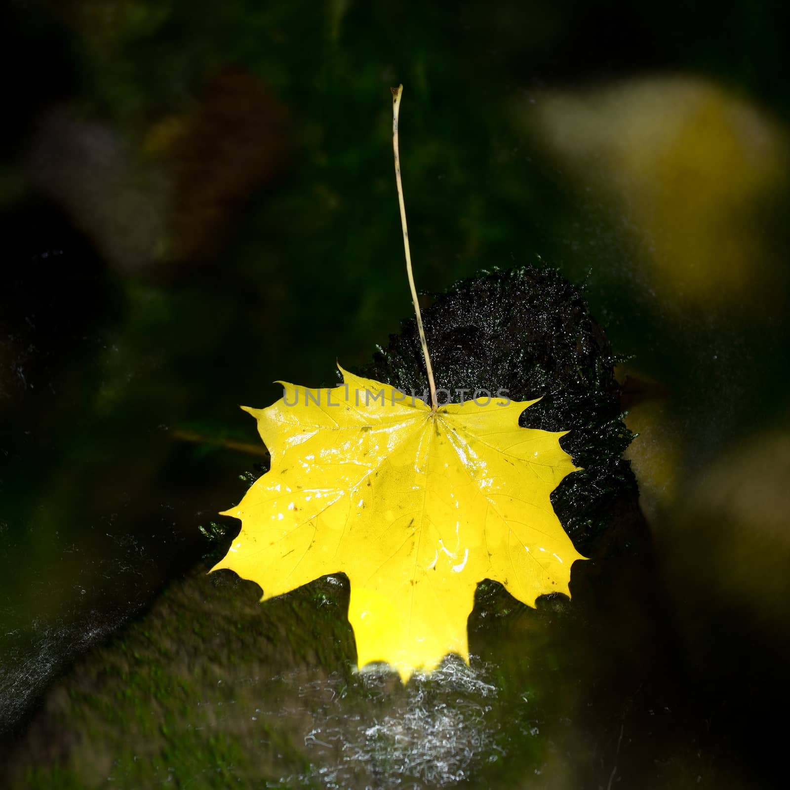 Yellow maple leaf on stone in rapids. Fallen leaves caught on stone in water with green algae.