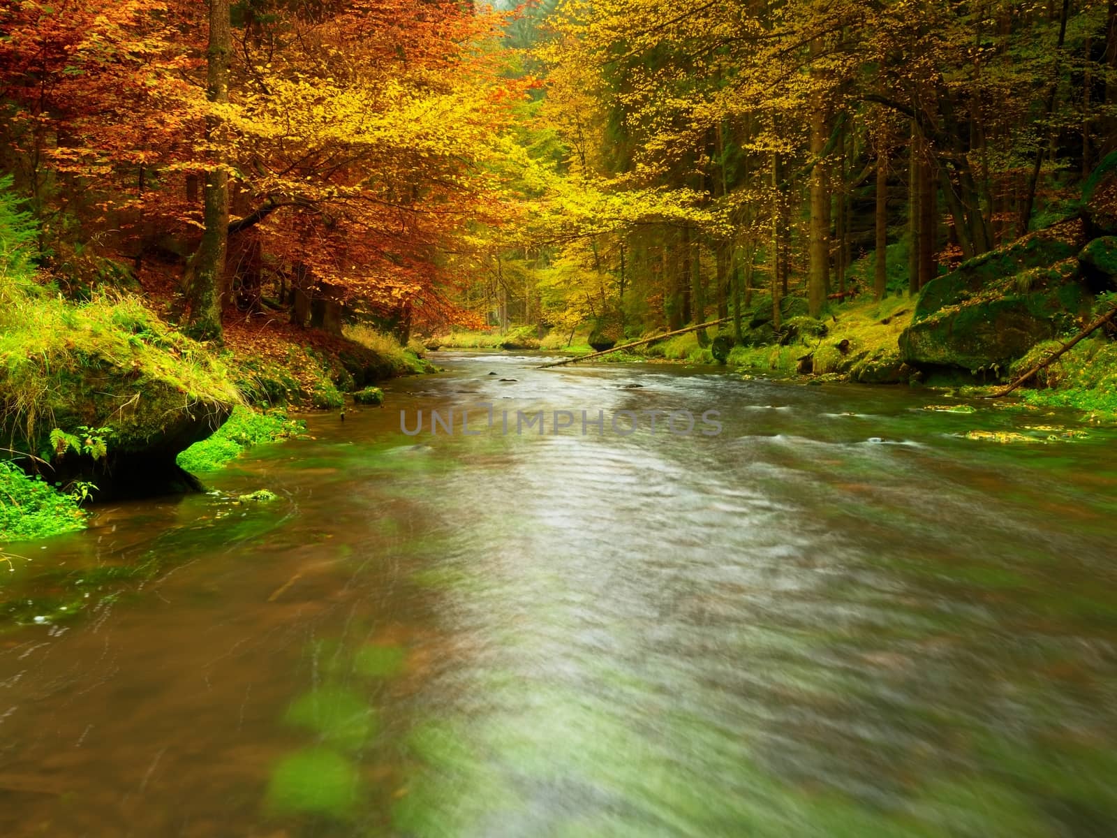 Fall river. Autumn season at mountain river. Green algae by rdonar2