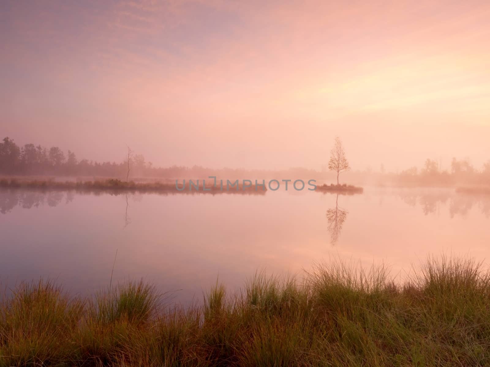 Young birch tree on island in middle of swamp lake. Purple morning  with peaceful water by rdonar2