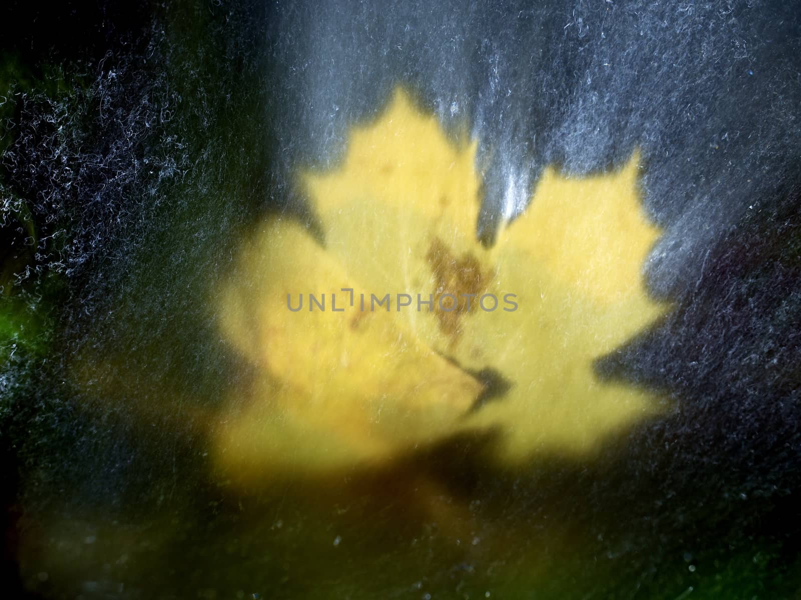 The maple leaf in shinning drops of mountain stream. Drops lightpainting. Detail of rotten yellow maple  leaf lay on dark stone in blurred mirror water of mountain river. First autumn leaves.