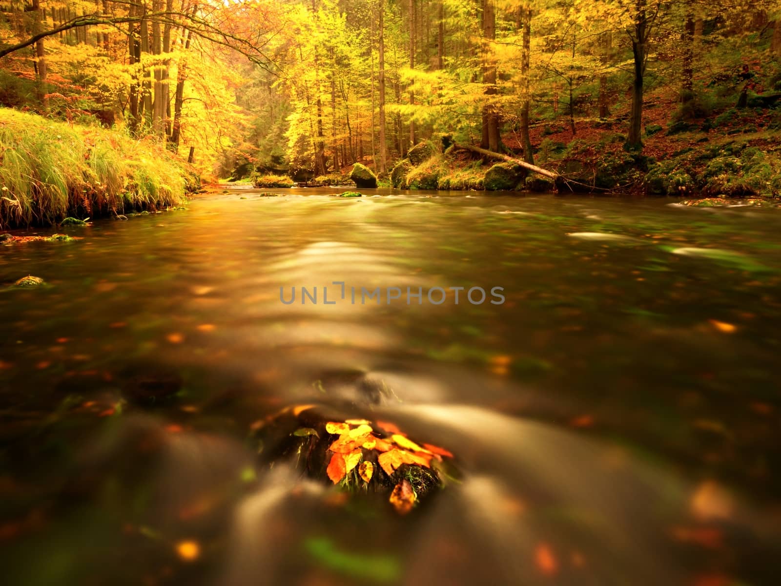 Autumn mountain river with blurred waves, mossy stones and boulders on bank covered with colorful leaves from maples, beeches or aspens tree. 