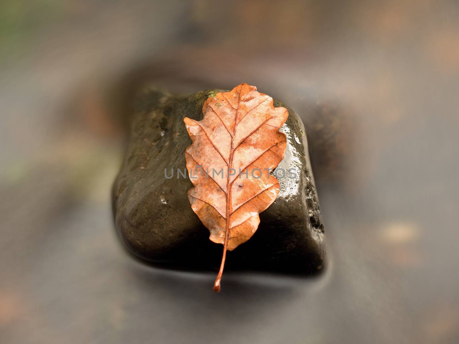 Fall oak leaf. Caught rotten old oak leaf on stone in blurred water of mountain river. Autumn symbol, life circle.