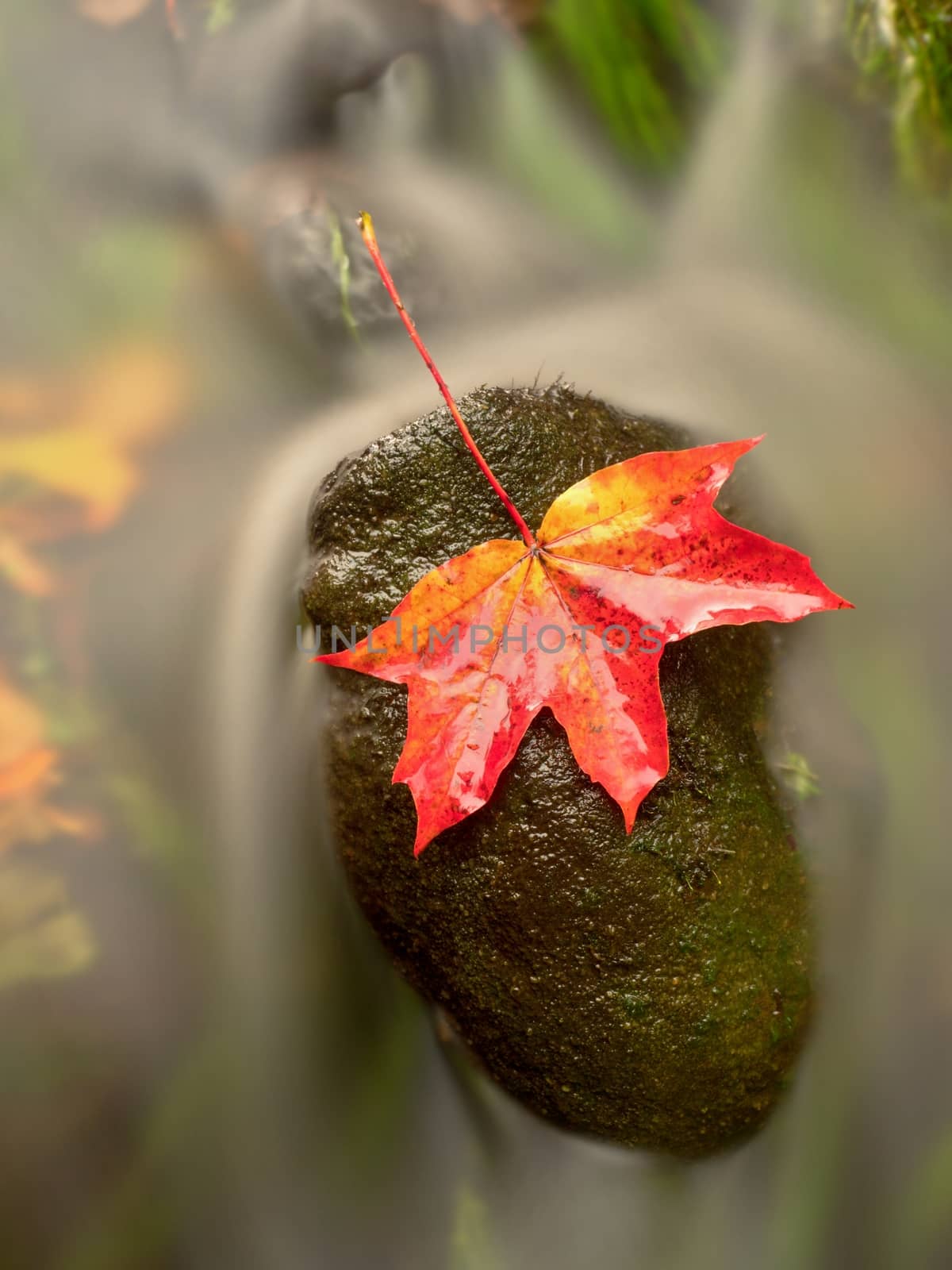 Fallen maple leaf. Rotten yellow orange dotted maple leaf in cold water of mountain stream. Colorful autumn symbol.  