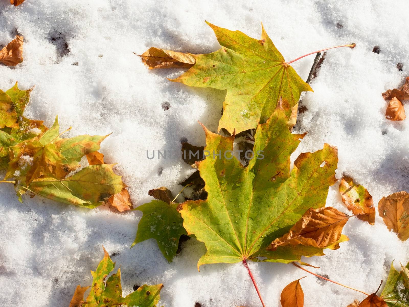 Fallen green and orange dry maple leaf and  beech leaf on snow.  by rdonar2