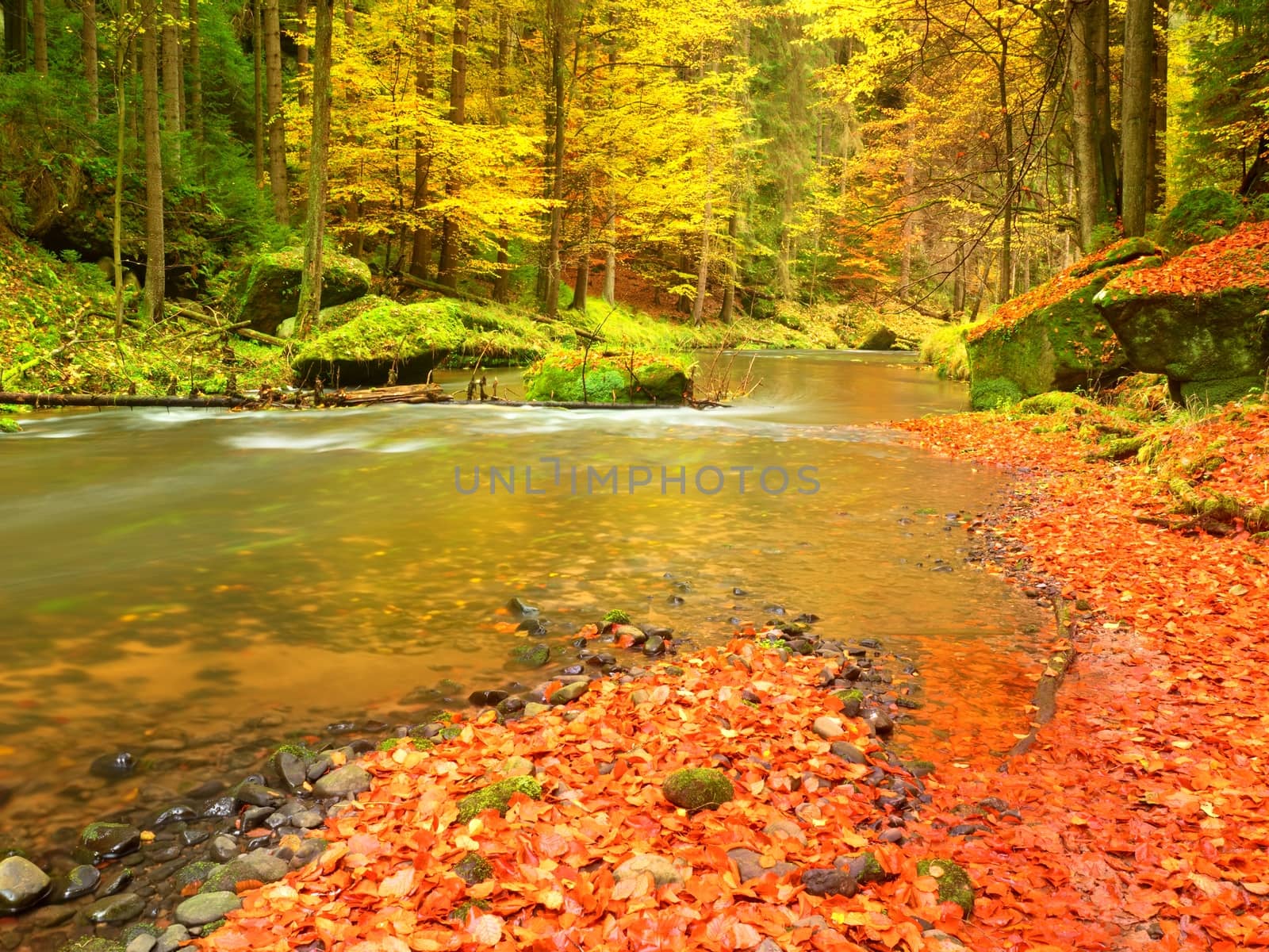 Fall at mountain river. Low level of water, gravel with vivid colorful leaves. Mossy boulders on river bank, yellow orange  leaves on trees.