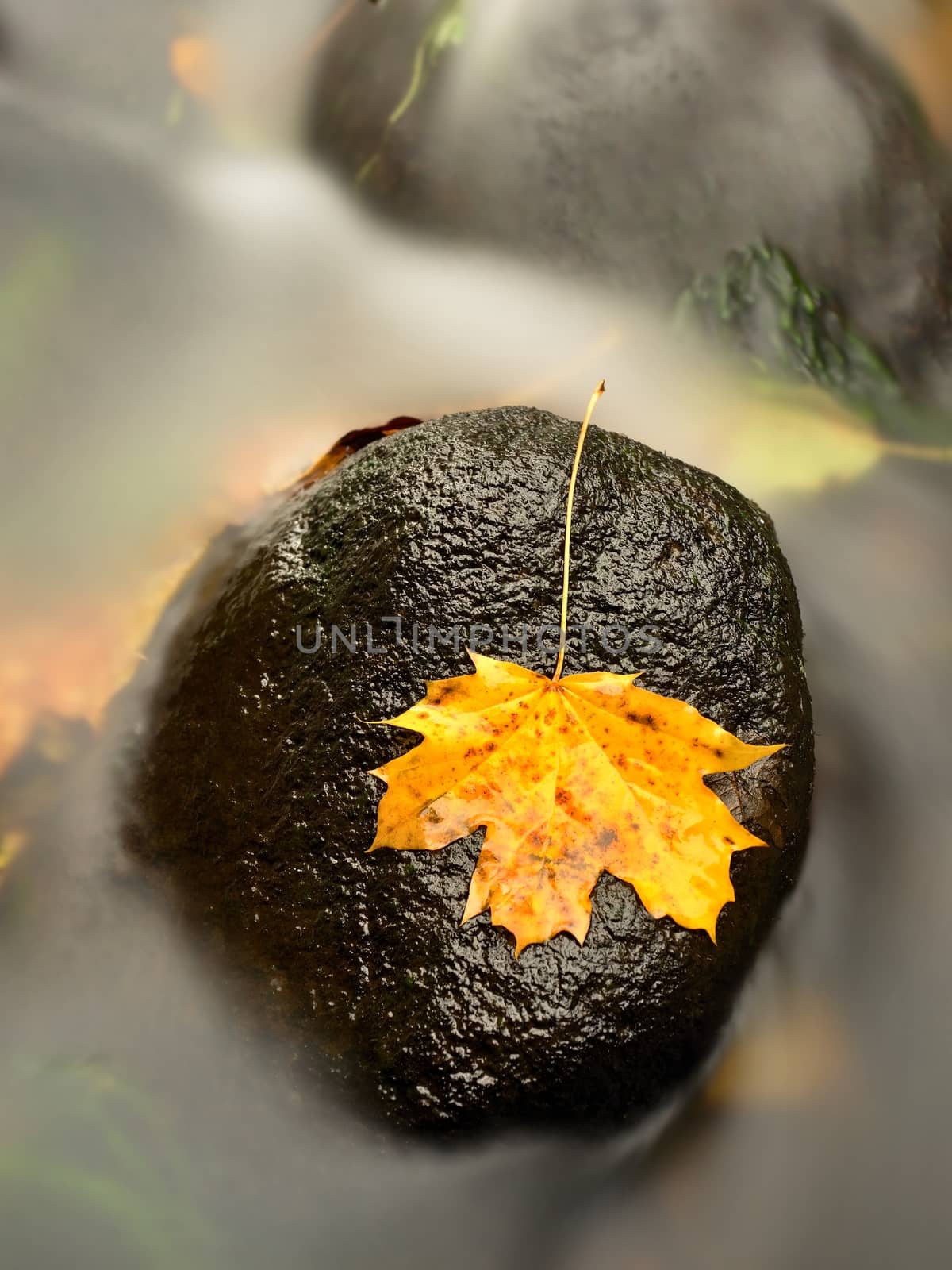 The colorful broken leaf from maple tree on basalt stones in blurred water of mountain river. Beauty scenery. Broken stone. Beauty maple leaf in water. Fall scenery. Beauty autumn water. Stone rapids