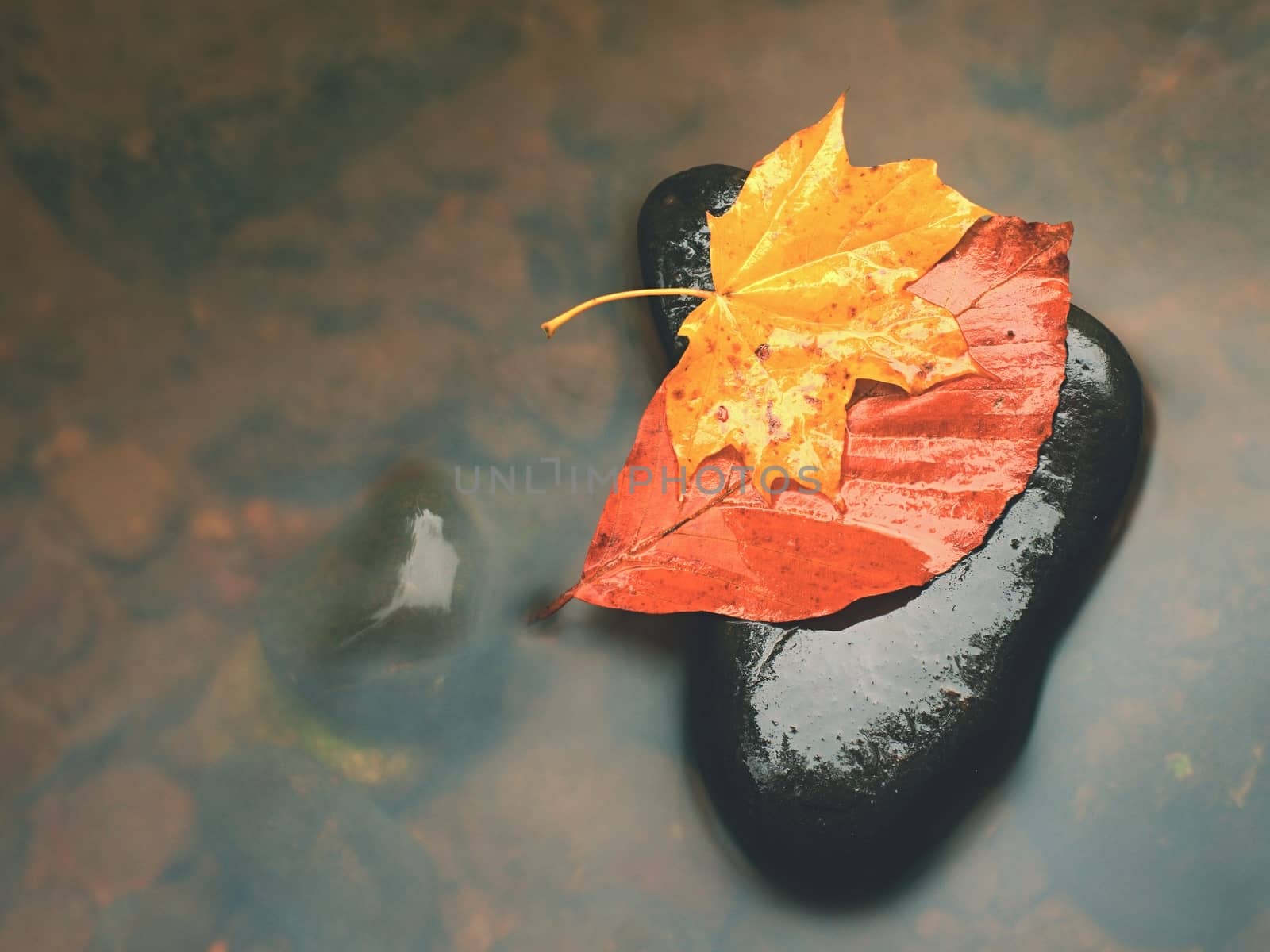 Broken leaf from maple tree on basalt stone in blurred water of mountain river.  by rdonar2