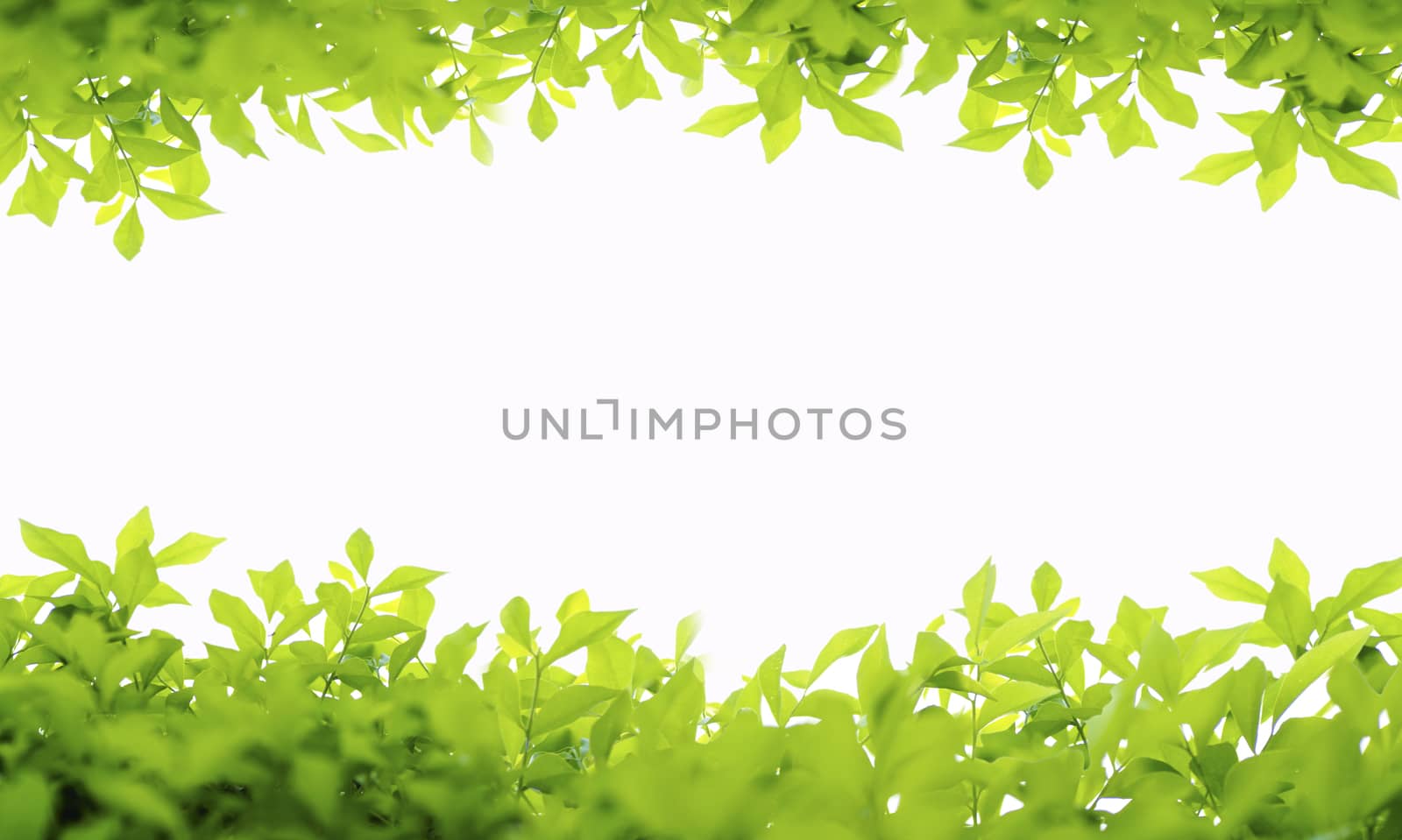 green leaves frame isolated on white background