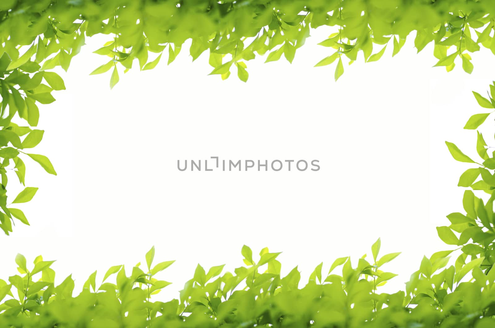 green leaves frame isolated on white background