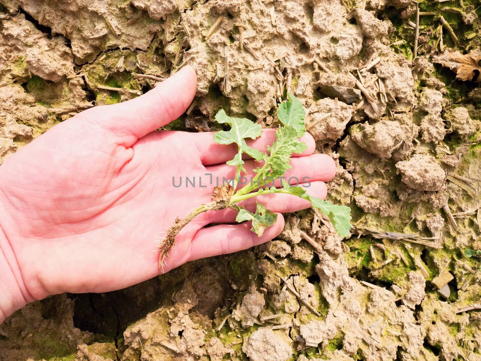 Pink skin hand yanks a small oilseed rape plant from wet humus clay. Man check quality of oilseed rape and roots. Hand touching stalk, leaves and roots.