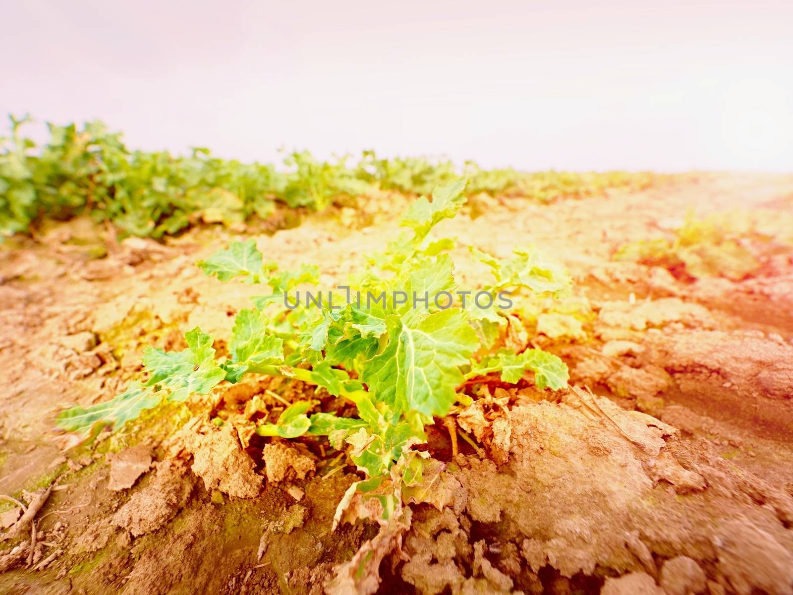 Young oilseed rape in field. Fresh green colors of flowers. Oilseed rapeseed cultivated agricultural field.