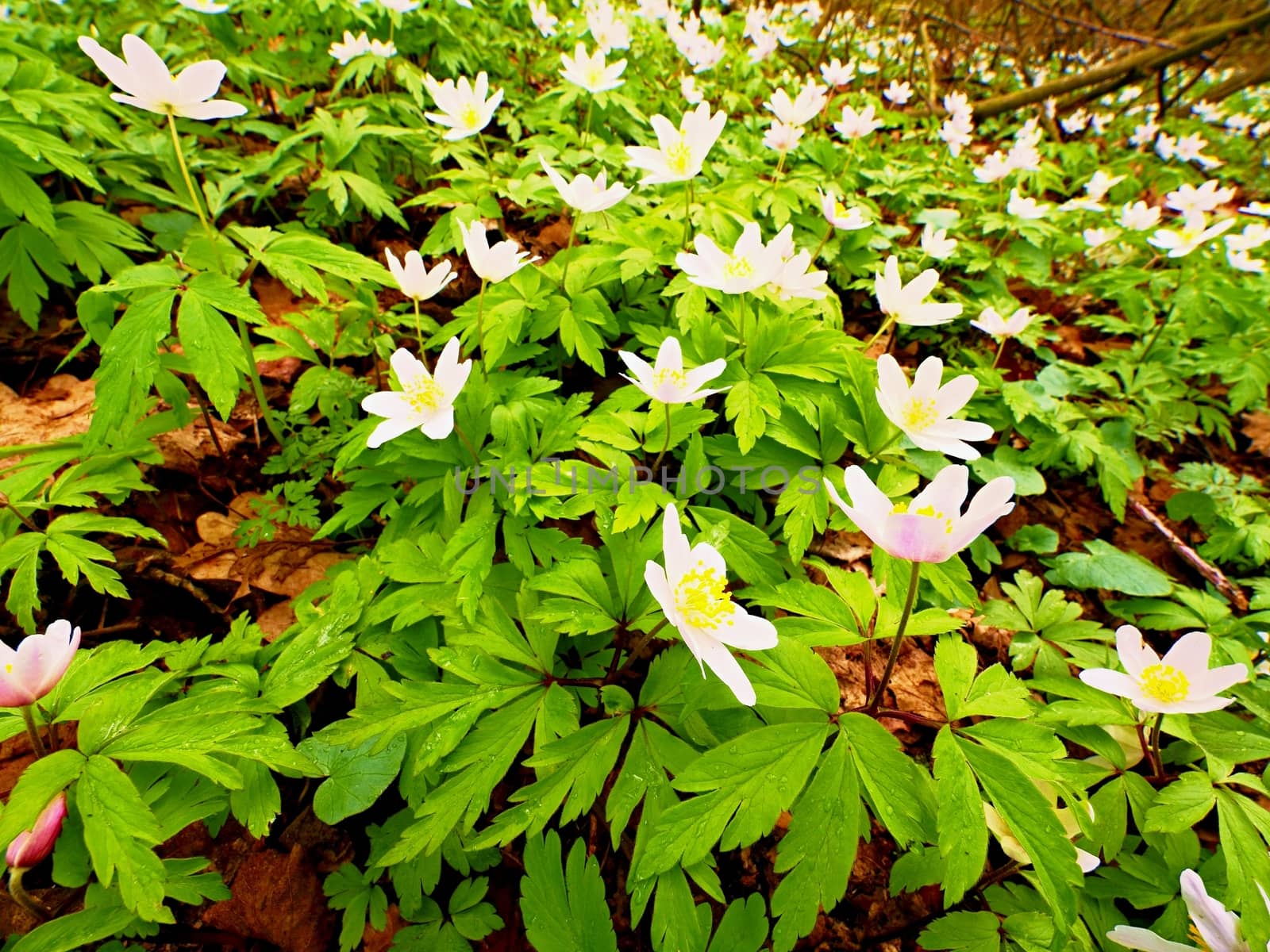 Wood anemones in blossom. Flowering anemone nemorosa (well known as windflower or thimbleweed or smell fox) during spring season