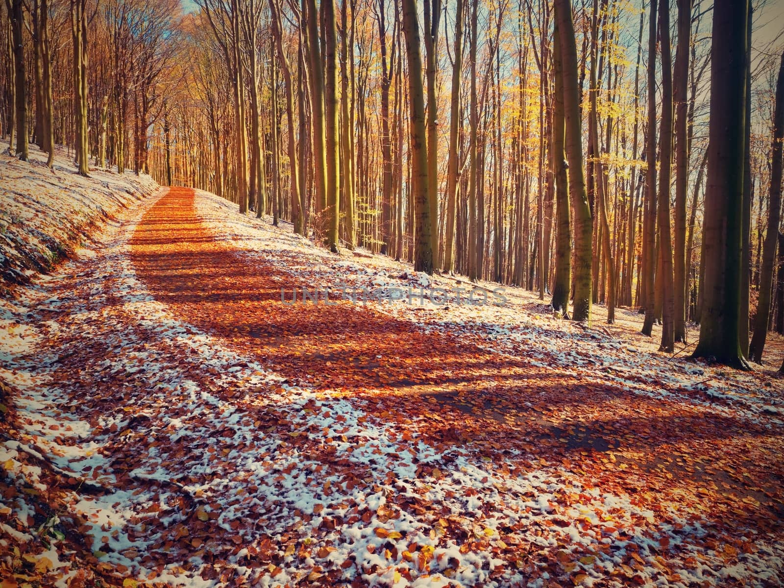 Curved colorful snowy forest road in early winter forest. Sunny day. Fresh powder snow with colors of leaves, yellow green leaves on trees shinning in afternoon sun
